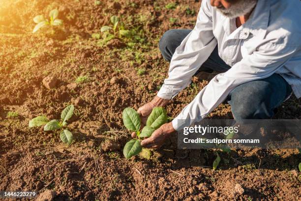 growth tobacco in the hands farmer - produto relacionado com tabaco - fotografias e filmes do acervo