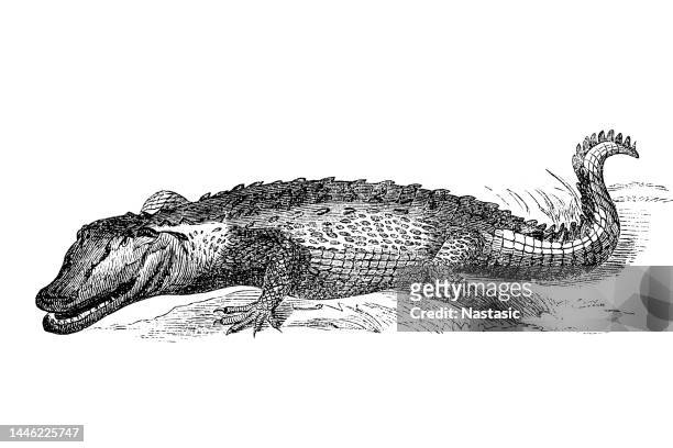 ilustraciones, imágenes clip art, dibujos animados e iconos de stock de lagarto es un cocodrilo de alligatorid perteneciente a la subfamilia caimaninae - alligator