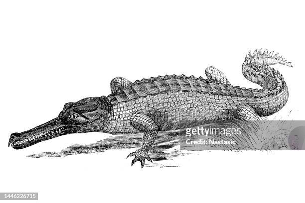 the gharial (gavialis gangeticus), also known as gavial or fish-eating crocodile - indian gharial stock illustrations