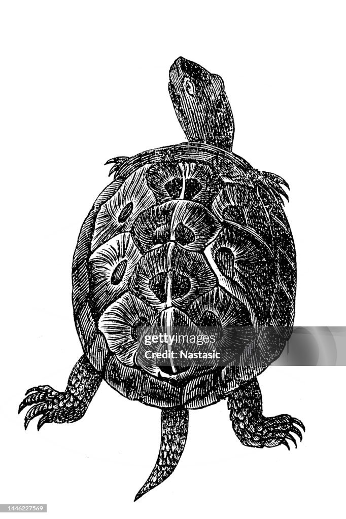 Europäische Sumpfschildkröte (Emys orbicularis)