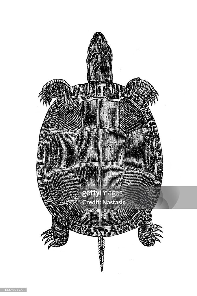 Greek tortoise (Testudo graeca)