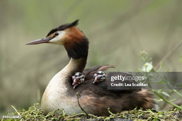 great crested grebe family - animal's crest stock pictures, royalty-free photos & images