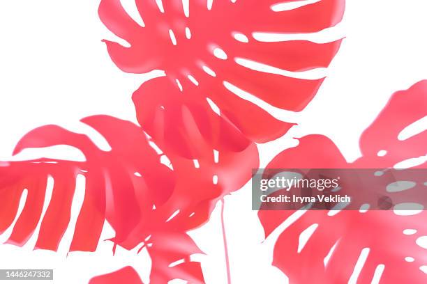 trendy shadow of tropical leaves of monstera philodendron in viva magenta color of the year 2023 on white background, isolated. - tropisches muster stock-fotos und bilder