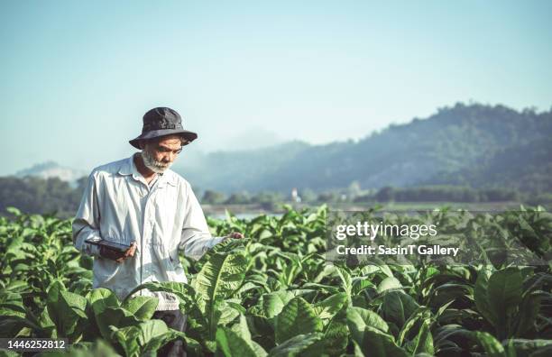 agriculture technology farmer man using tablet computer analysis data. smart agriculturist working in tobacco farm industry with flare light in the morning - tobacco growing stock pictures, royalty-free photos & images