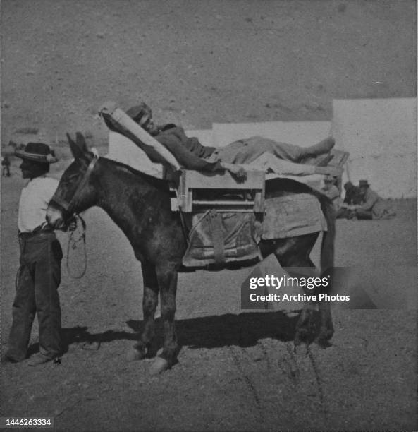 Man leading a mule carrying a man wounded in an engagement of the Modoc War, tents of a military camp in the background, in Siskiyou County,...