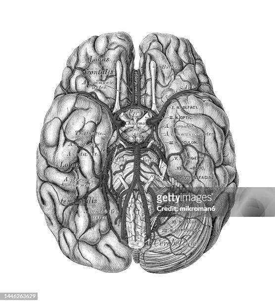 old chromolithograph illustration of vascular supply of the human brain (circle of willis or circulus arteriosus) - medical illustration stock pictures, royalty-free photos & images