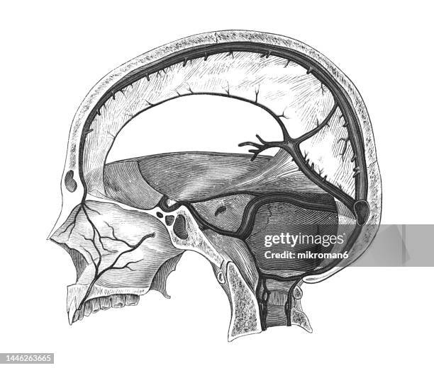 old engraved illustration of blood vessels of the dura mater - hersenvliezen stockfoto's en -beelden