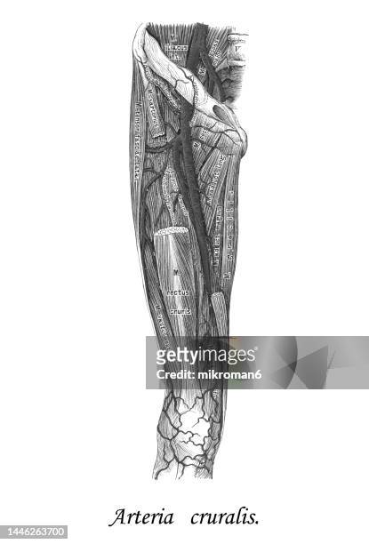 old chromolithograph illustration of human circulatory system - crural arteries - 3d print food stock-fotos und bilder