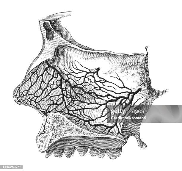 old engraved illustration of the arteries of the nasal septum - human nose stockfoto's en -beelden