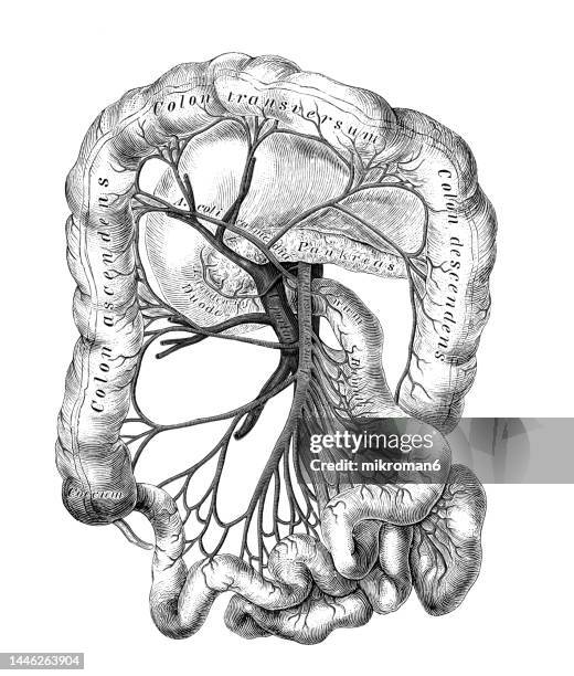 53 Arteria Mesentérica Stock Photos, High-Res Pictures, and Images ...