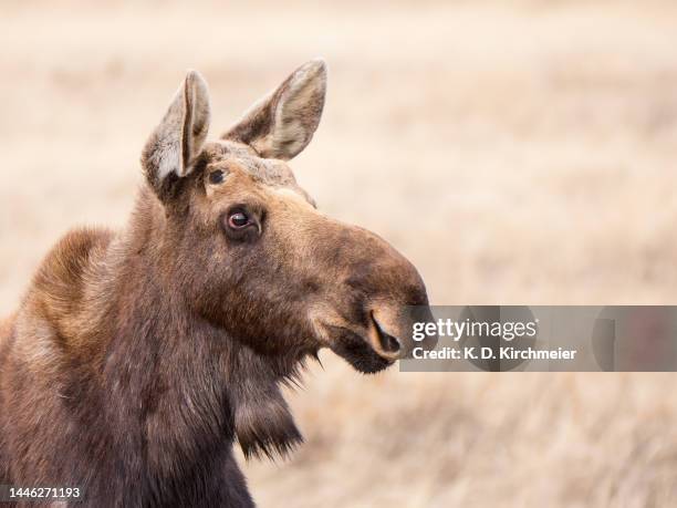 a portrait of a bull moose that recently shed its antlers - moose face stock pictures, royalty-free photos & images