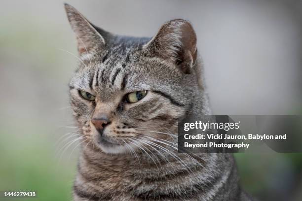 funny sideways glance of cat in taormina, sicily - bigode de animal - fotografias e filmes do acervo