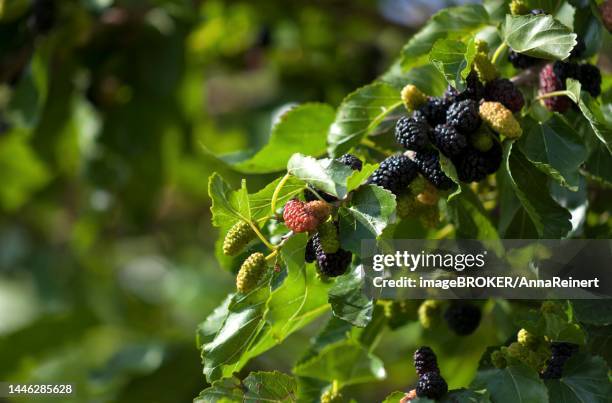 black mulberry (morus nigra) tree, branch with fruit, majorca, balearic islands, spain - gannet stock pictures, royalty-free photos & images