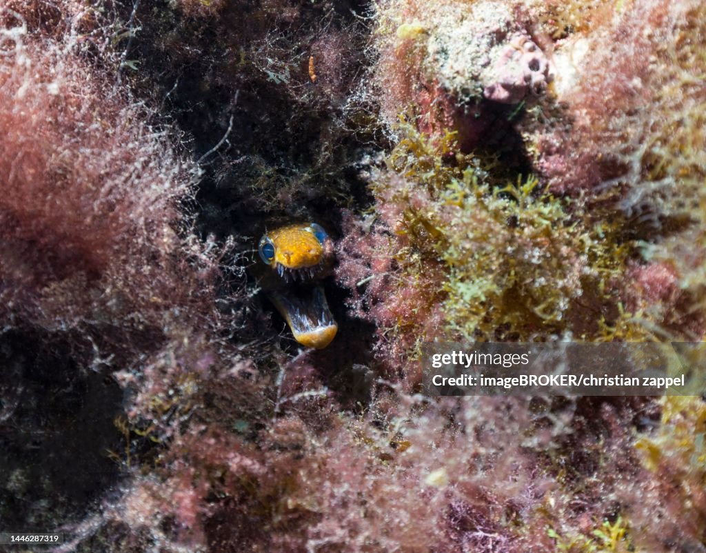 Fangtooth moray (Enchelycore anatina), Lanzarote. Canary Islands, Spain