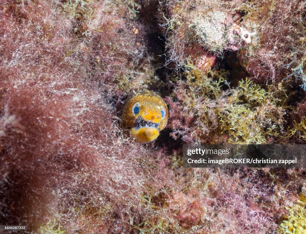 Fangtooth moray (Enchelycore anatina), Lanzarote. Canary Islands, Spain