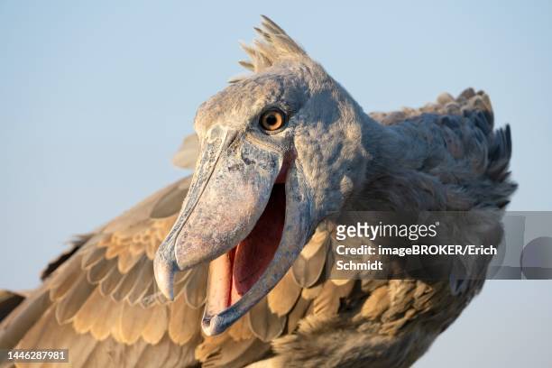 shoebill (balaeniceps rex), also abu markub, animal portrait, frontal, in evening light, against sky, bangweulu swamps, zambia - shoebilled stork stock pictures, royalty-free photos & images