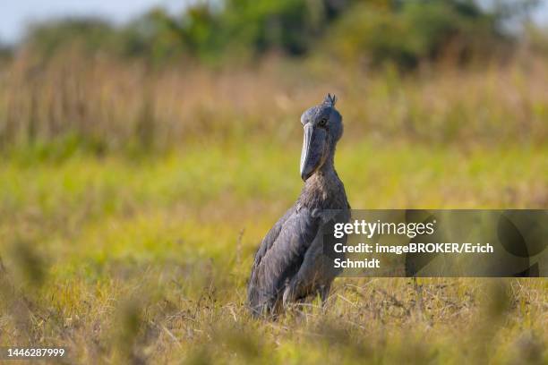 shoebill (balaeniceps rex), also abu markub, standing in grass, backlight, bangweulu swamps, zambia - shoebilled stork ストックフォトと画像