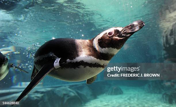 Rescued Magellanic Penguins from South America swim in the water at the new June Keys Penguin Habitat at the Aquarium of the Pacific in Long Beach,...
