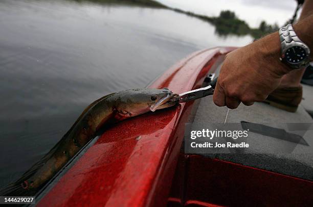 Jason Calvert, from JD's Custom Baits, pulls a snakehead fish into his boat after catching it while fishing in a canal on May 16, 2012 in Weston,...