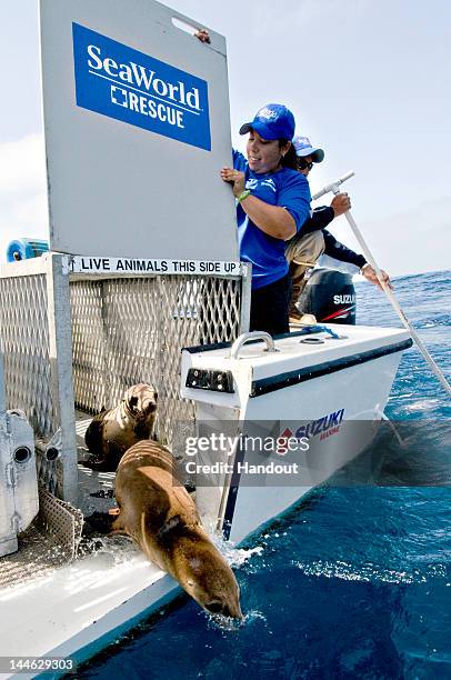 In this handout image provided by SeaWorld San Diego, SeaWorld San Diego animal care specialist Davina Moreno returns two California sea lions to the...