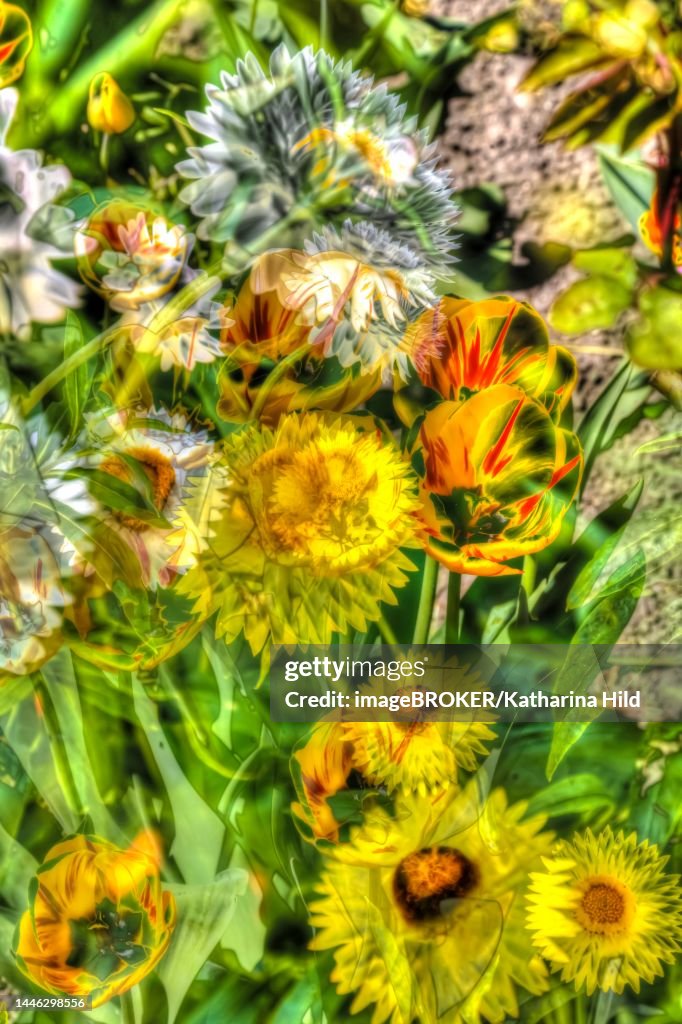 Flowers creative, artistic photo, tulips (Tulipa), marigold (Calendula officinalis), different yellow flowers alienated, plants, Germany