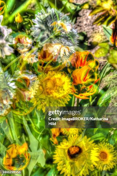 flowers creative, artistic photo, tulips (tulipa), marigold (calendula officinalis), different yellow flowers alienated, plants, germany - pot marigold stock illustrations