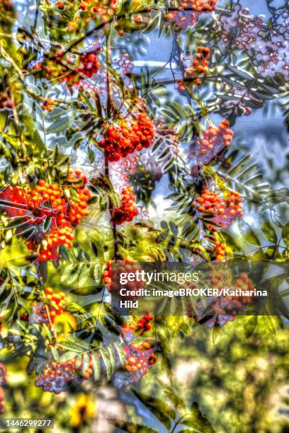creative plants, artistic shot, rowan, mountain ash, european rowan (sorbus aucuparia), red berries alienated, plants, germany - mountain ash stock illustrations