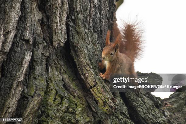 eurasian red squirrel (sciurus vulgaris) on a tree, rosensteinpark, baden-wuerttemberg, germany - red squirrel stock illustrations