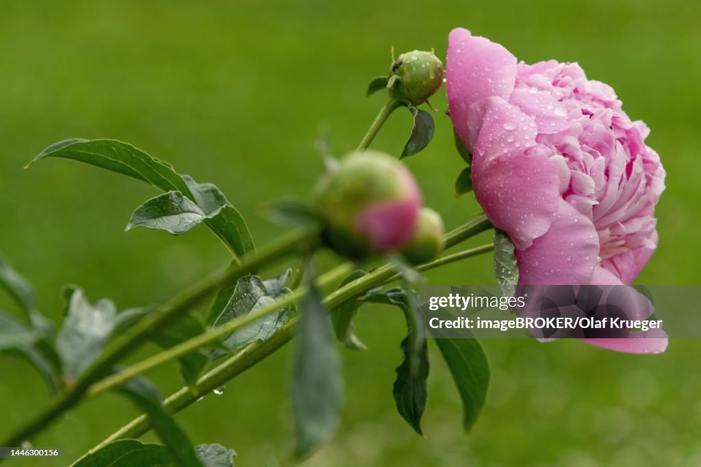 European peony (Paeonia officinalis), also true peony, peasant peony, garden peony, raindrop, Germany
