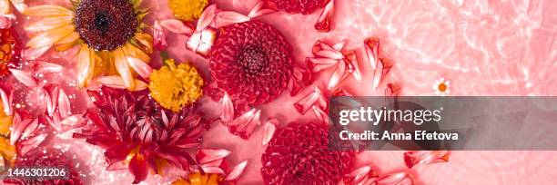 beautiful flowers floating in water. autumn still life: sunflowers, dahlias and carnations on red background. photography from above with copy space for your design. demonstrating viva magenta - trendy color of the year 2023 - flower arrangement carnation ストックフォトと画像