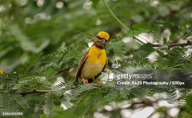 weaves bird sitting on the tree branch,india - masked weaver bird stock pictures, royalty-free photos & images