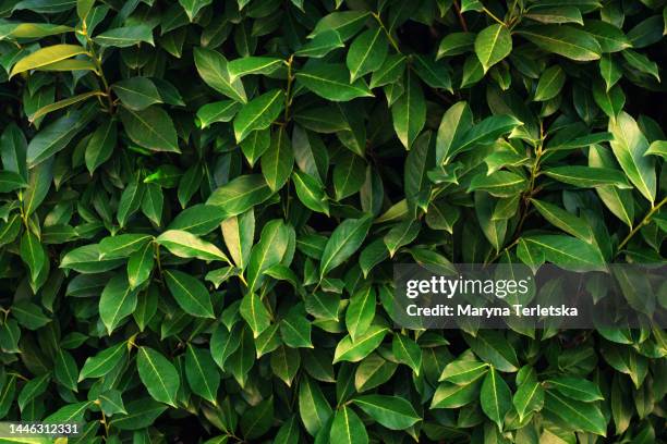 natural background from green leaves. natural background. - ground ivy stock pictures, royalty-free photos & images