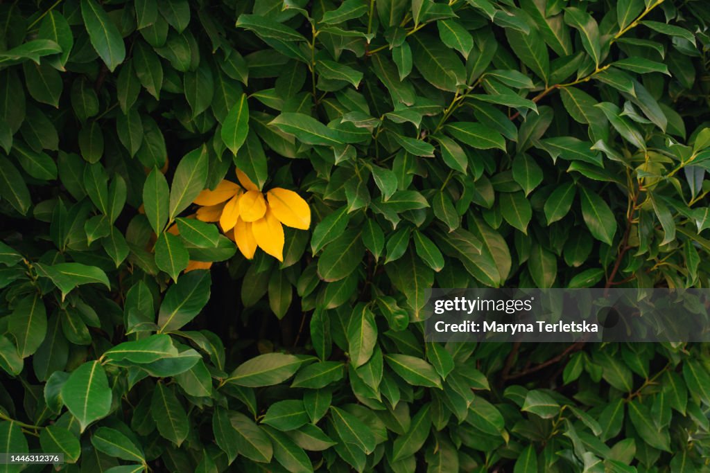 Natural background from green leaves. Natural background.