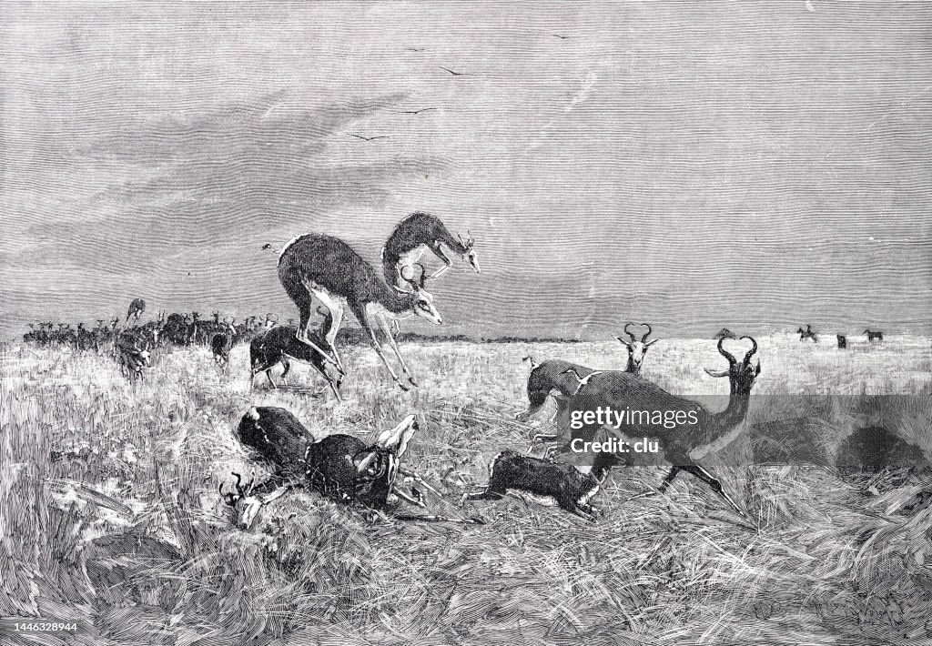 Springbok hunt in South Africa
