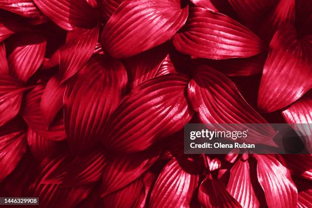 big fresh magenta leaves closeup texture - big flower background stockfoto's en -beelden