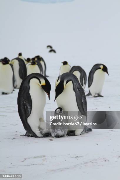 antarctic gentleman, emperor penguin, baby penguin growth record - baby penguin stock pictures, royalty-free photos & images