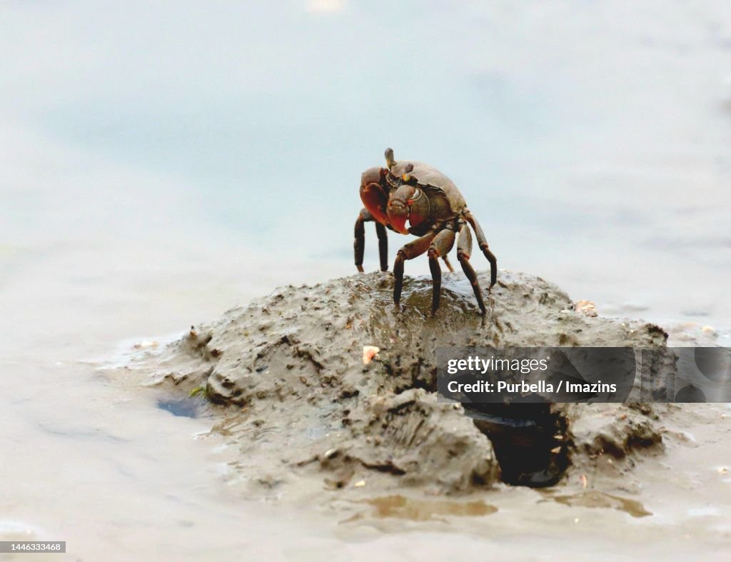 Agricultural crab, living in Sinan beach with the mudskipper