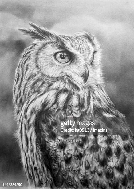 ilustraciones, imágenes clip art, dibujos animados e iconos de stock de owl, animal, illustration, pencil drawing - búho real