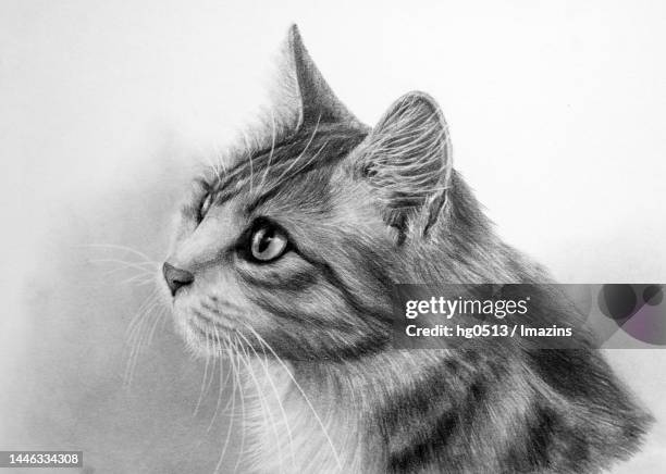 cat, animal, illustration, pencil drawing - cat side eye stock illustrations