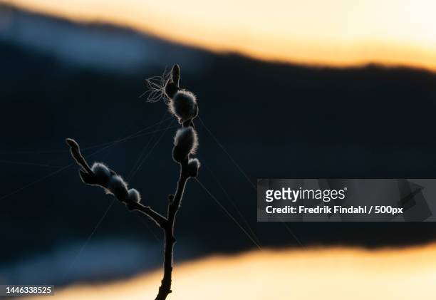 close-up of wilted plant during sunset,sweden - vår stockfoto's en -beelden