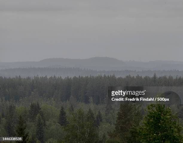 scenic view of forest against sky,sweden - vår stock pictures, royalty-free photos & images