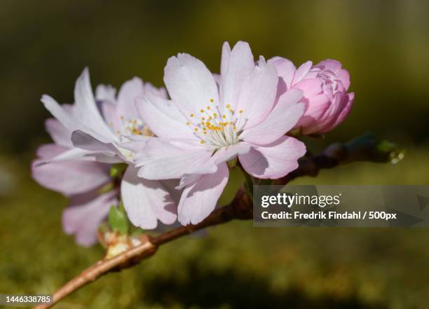 close-up of white cherry blossom,sweden - blomma stock pictures, royalty-free photos & images