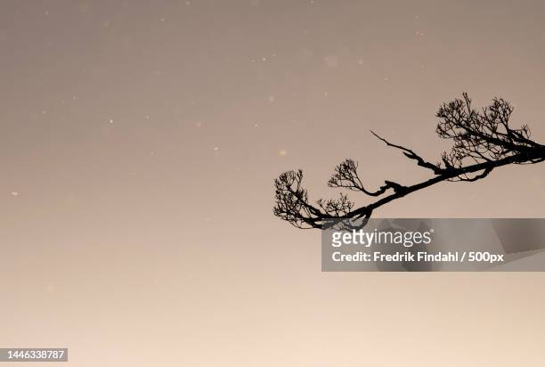 low angle view of bare tree against sky during sunset,sweden - väder stock pictures, royalty-free photos & images