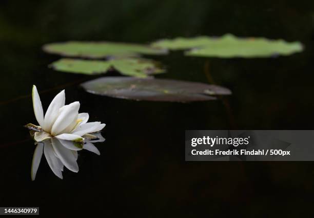 close-up of lotus water lily in lake,sweden - blomma stock pictures, royalty-free photos & images