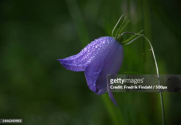 close-up of purple flower,sweden - blomma stock pictures, royalty-free photos & images