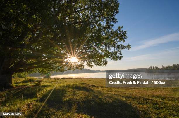 trees on field against sky,sweden - sverige landskap stock pictures, royalty-free photos & images