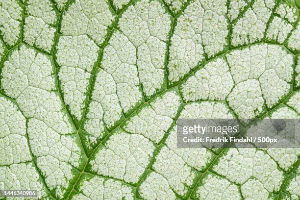 full frame shot of leaf,sweden - blomma stock pictures, royalty-free photos & images