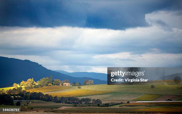 sunlight falling on winery vineyards - dandenong stock-fotos und bilder