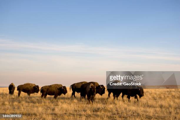 a herd of bison on the move - bull stock pictures, royalty-free photos & images