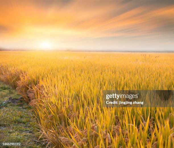 Early Rice Field 2,047 Rice Harvest Festival Stock Photos, High-Res Pictures, and Images ...